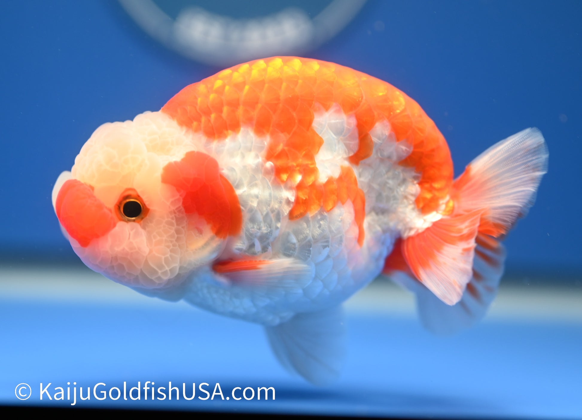 Red White Buffalo Ranchu 4.5 - 5 inches (1215_RC14) - Kaiju Goldfish USA