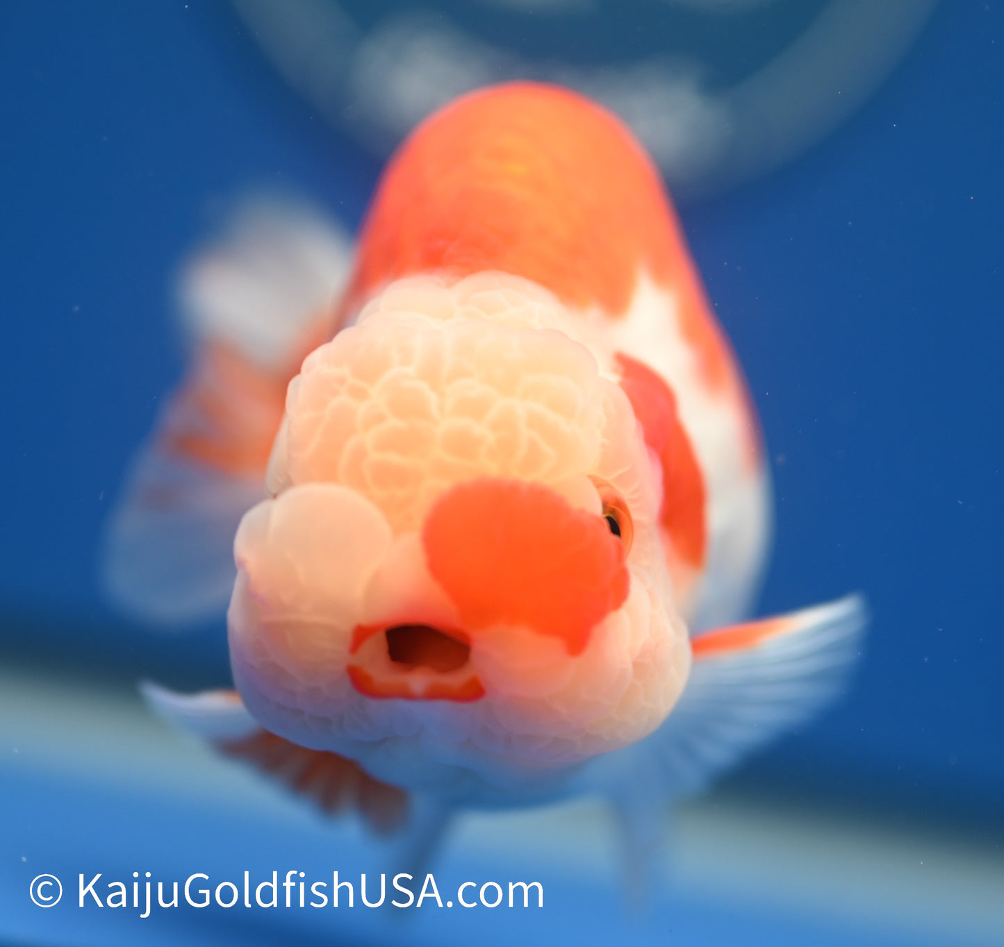 Red White Buffalo Ranchu 4.5 - 5 inches (1215_RC14) - Kaiju Goldfish USA