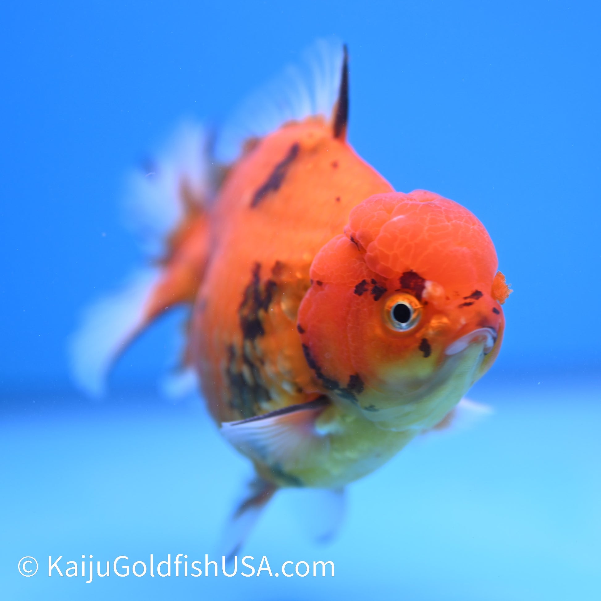 Red Tiger YuanBao Oranda 4.5-5 inches (240209_OR12) - Kaiju Goldfish USA