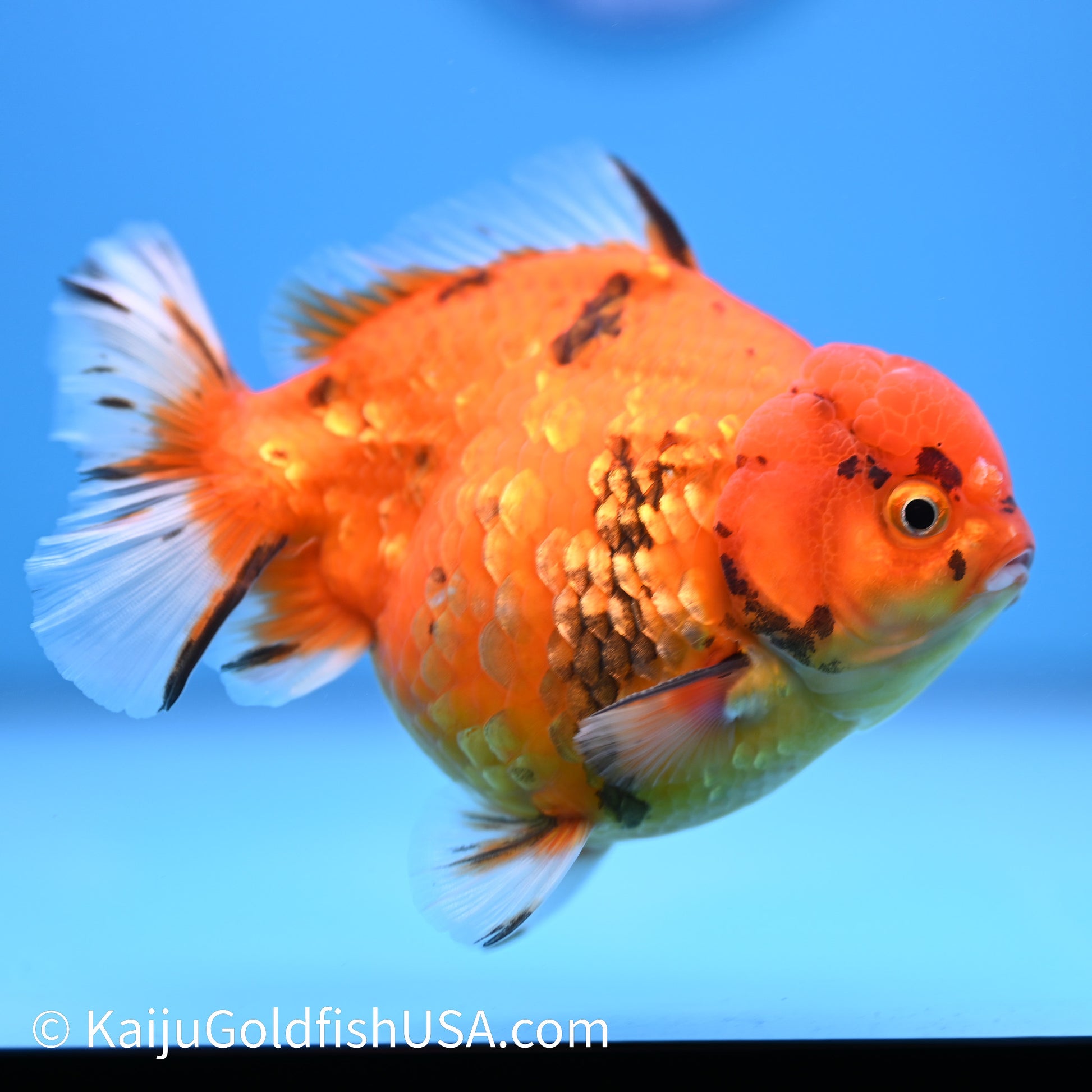 Red Tiger YuanBao Oranda 4.5-5 inches (240209_OR12) - Kaiju Goldfish USA