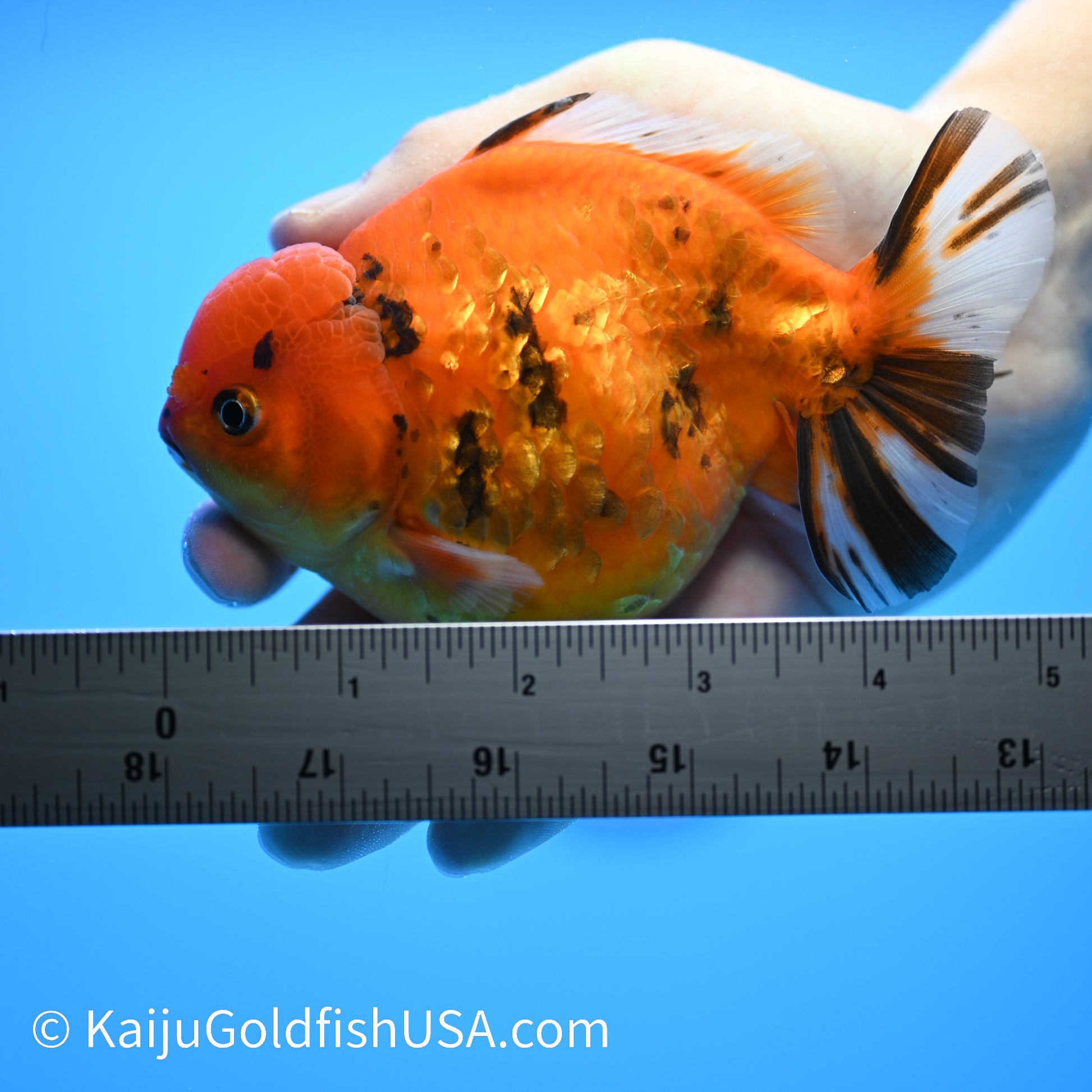 Red Tiger YuanBao Oranda 4.5-5 inches (240209_OR12) - Kaiju Goldfish USA