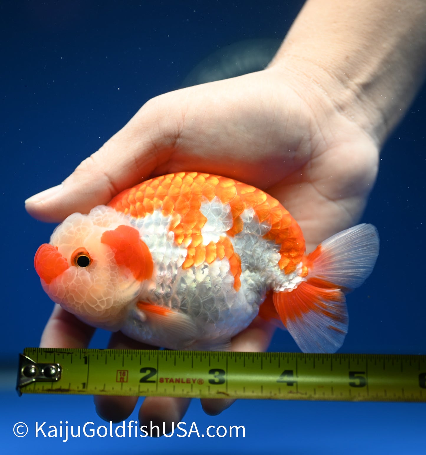 Red White Buffalo Ranchu 4.5 - 5 inches (1215_RC14) - Kaiju Goldfish USA