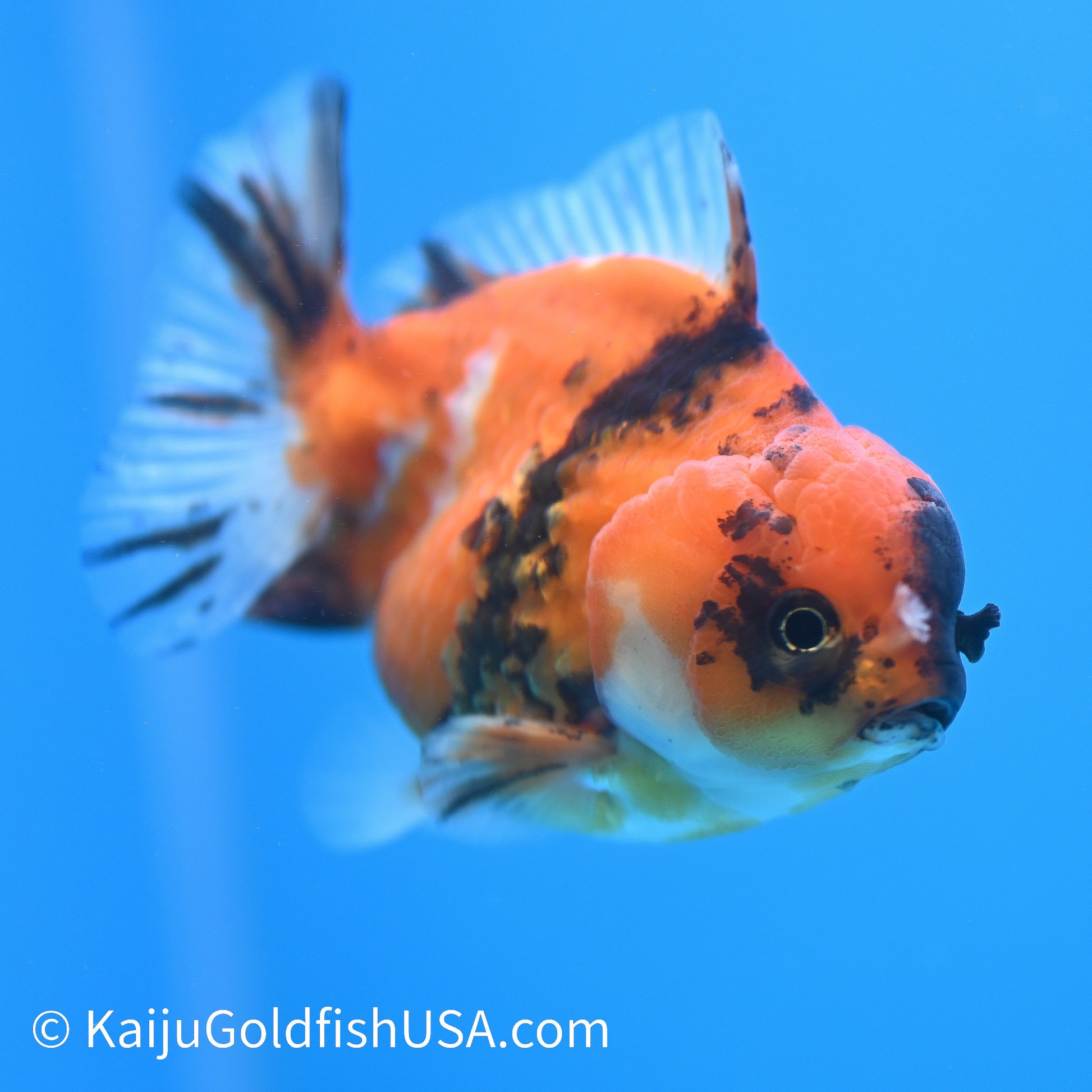 Tricolor Tiger YuanBao Oranda 3.5-4 inches (240209_OR13) - Kaiju Goldfish USA