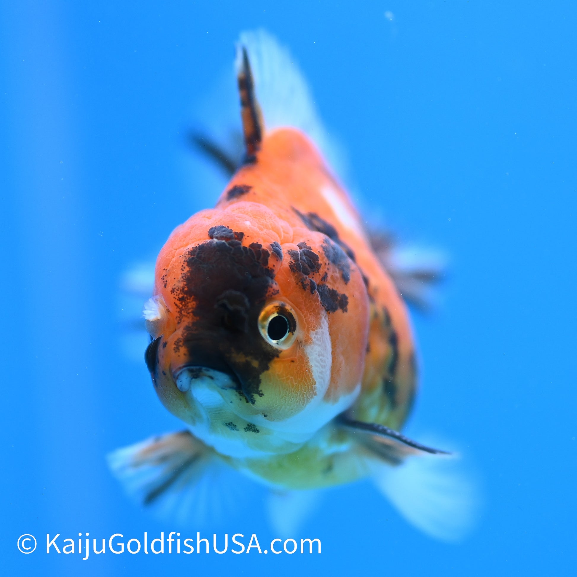 Tricolor Tiger YuanBao Oranda 3.5-4 inches (240209_OR13) - Kaiju Goldfish USA