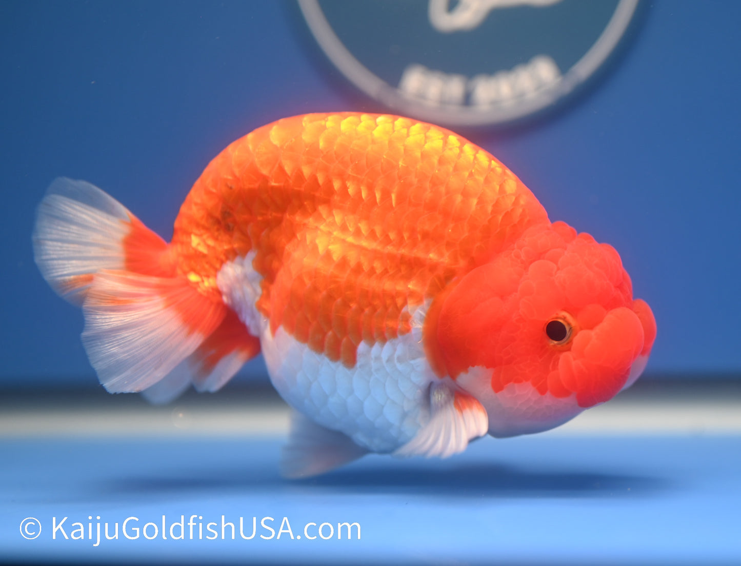 Red White Buffalo Ranchu 4.5 - 5 inches (1215_RC15) - Kaiju Goldfish USA