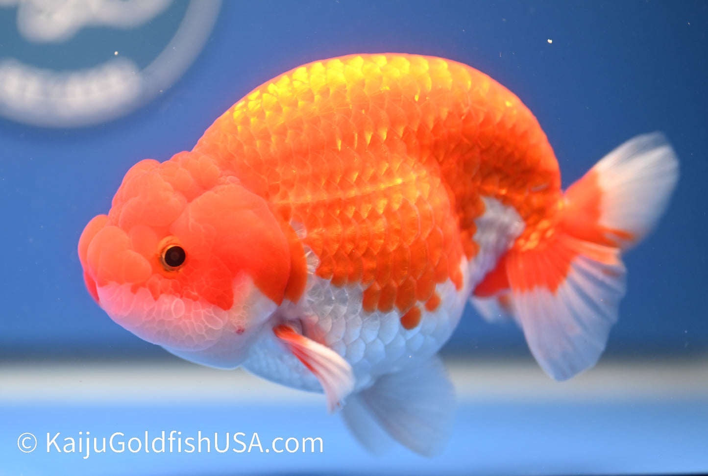 Red White Buffalo Ranchu 4.5 - 5 inches (1215_RC15) - Kaiju Goldfish USA