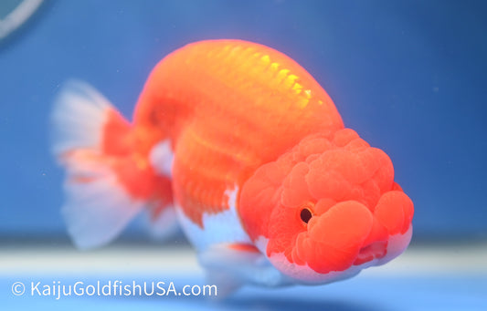 Red White Buffalo Ranchu 4.5 - 5 inches (1215_RC15) - Kaiju Goldfish USA