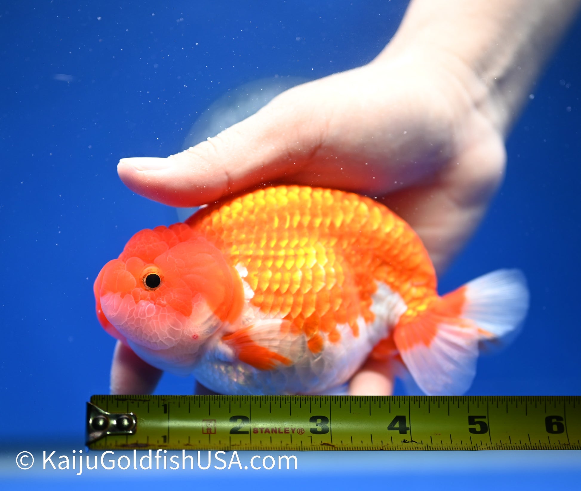 Red White Buffalo Ranchu 4.5 - 5 inches (1215_RC15) - Kaiju Goldfish USA