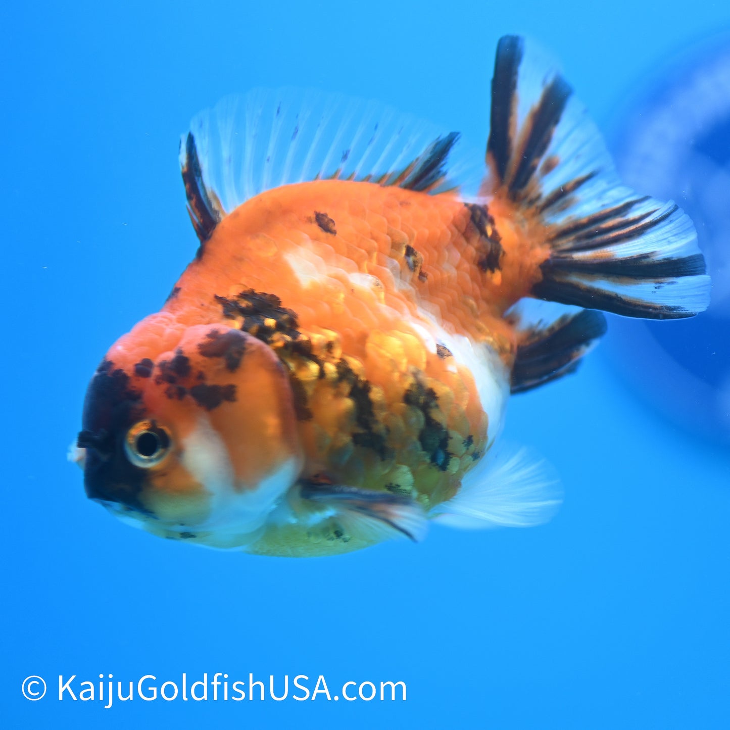 Tricolor Tiger YuanBao Oranda 3.5-4 inches (240209_OR13) - Kaiju Goldfish USA