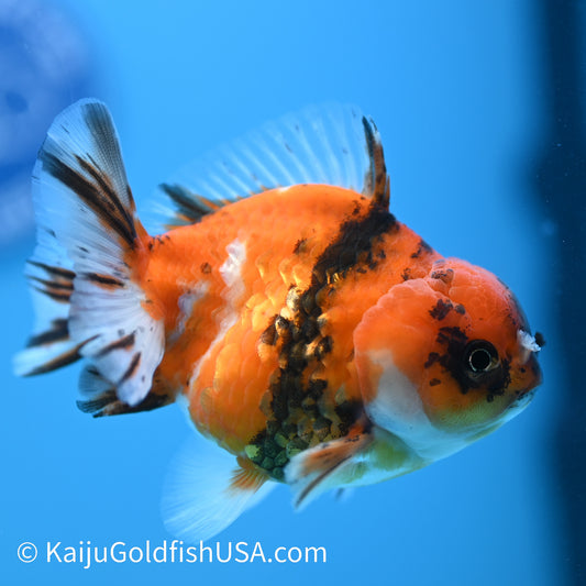 Tricolor Tiger YuanBao Oranda 3.5-4 inches (240209_OR13) - Kaiju Goldfish USA