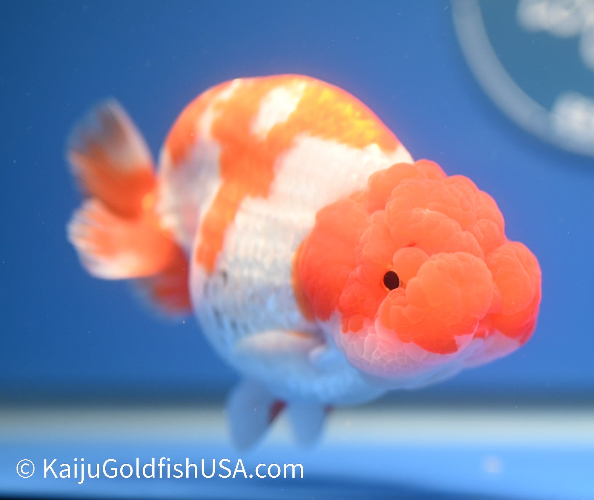 Red White Buffalo Ranchu 4.5 - 5 inches (1215_RC16) - Kaiju Goldfish USA