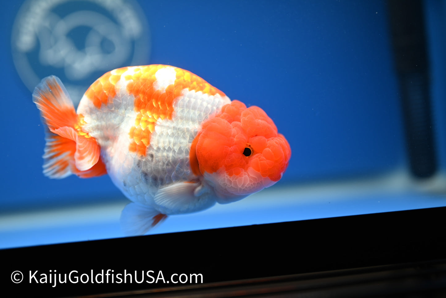 Red White Buffalo Ranchu 4.5 - 5 inches (1215_RC16) - Kaiju Goldfish USA