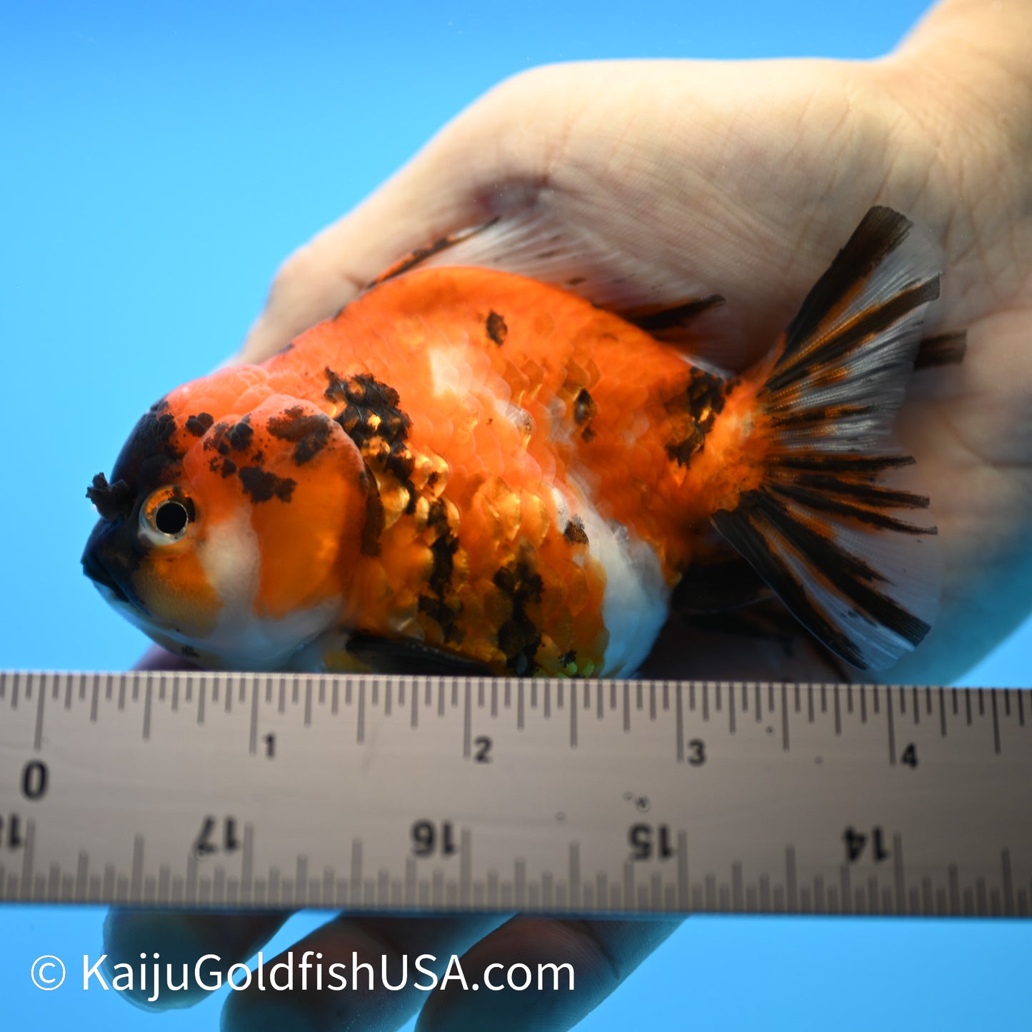 Tricolor Tiger YuanBao Oranda 3.5-4 inches (240209_OR13) - Kaiju Goldfish USA