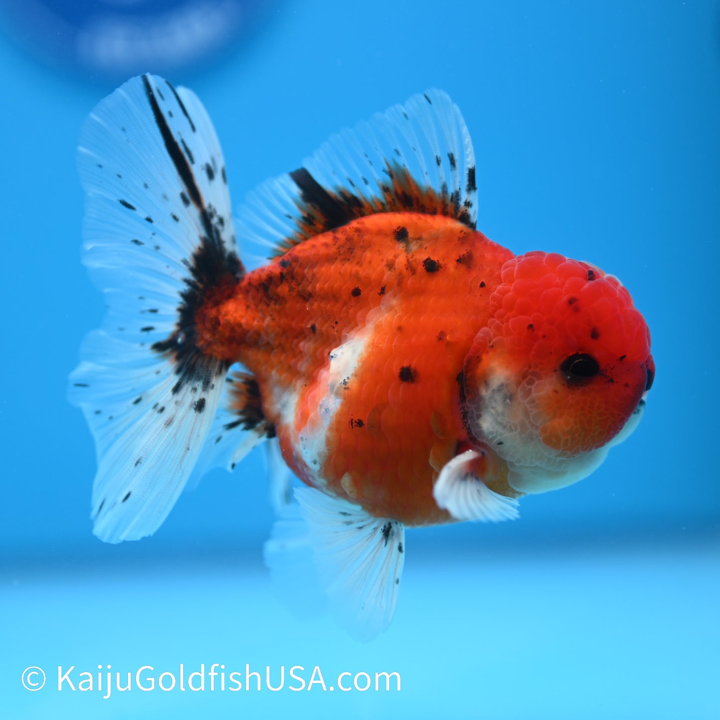 Tricolor Tiger Rose Tail Oranda 4-4.5 inches (240209_OR14) - Kaiju Goldfish USA