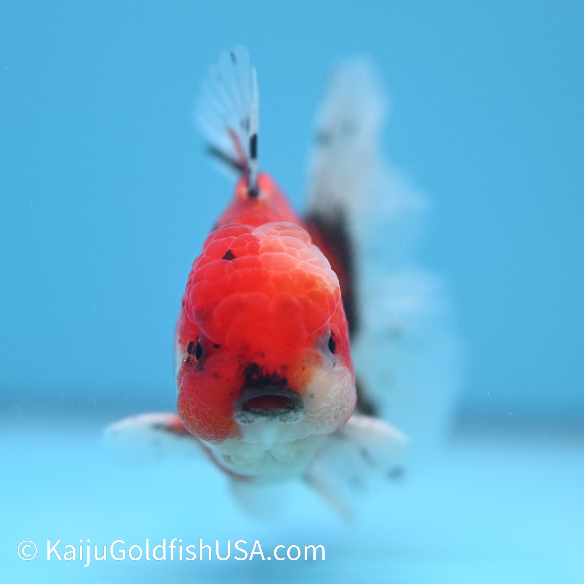 Tricolor Tiger Rose Tail Oranda 4-4.5 inches (240209_OR14) - Kaiju Goldfish USA