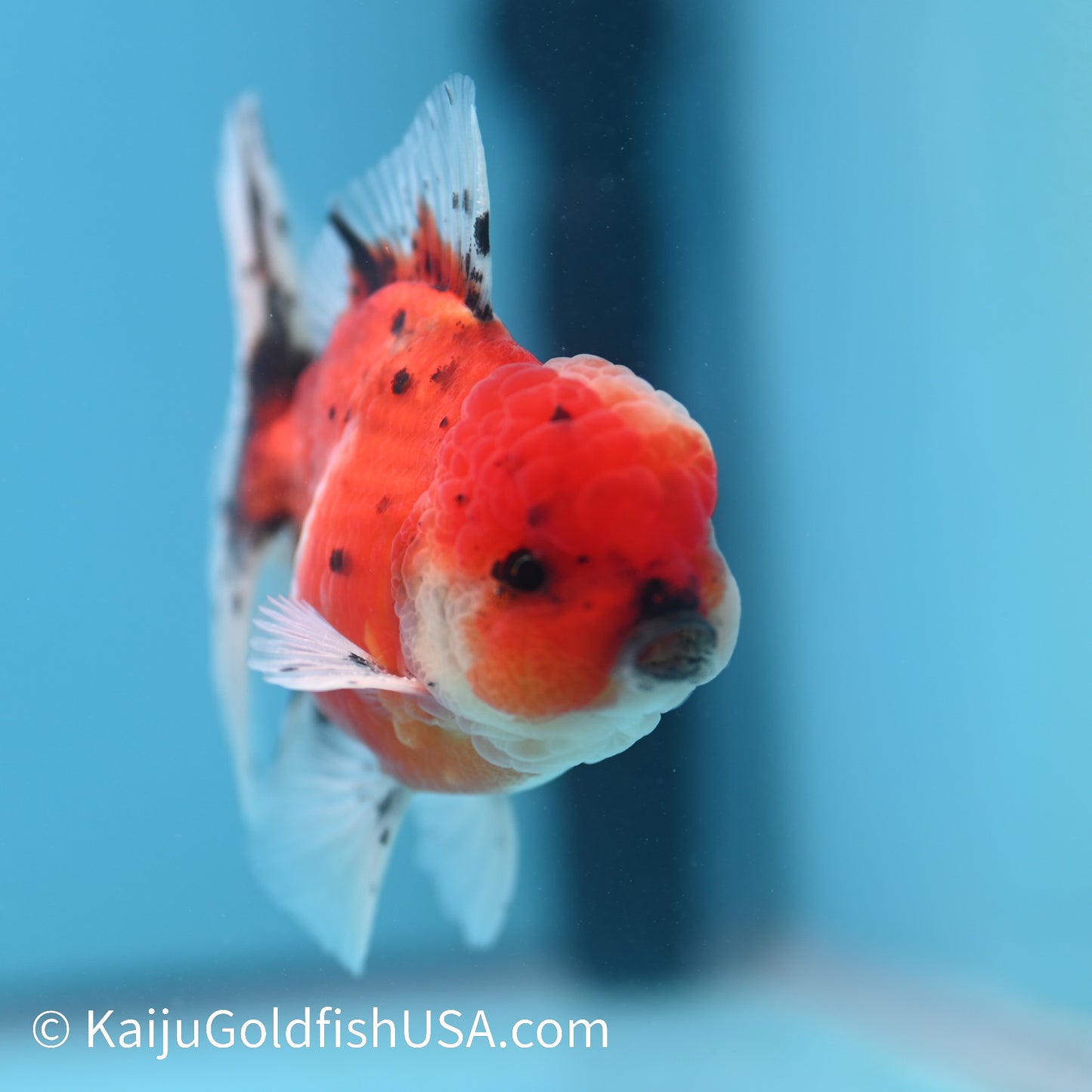 Tricolor Tiger Rose Tail Oranda 4-4.5 inches (240209_OR14) - Kaiju Goldfish USA