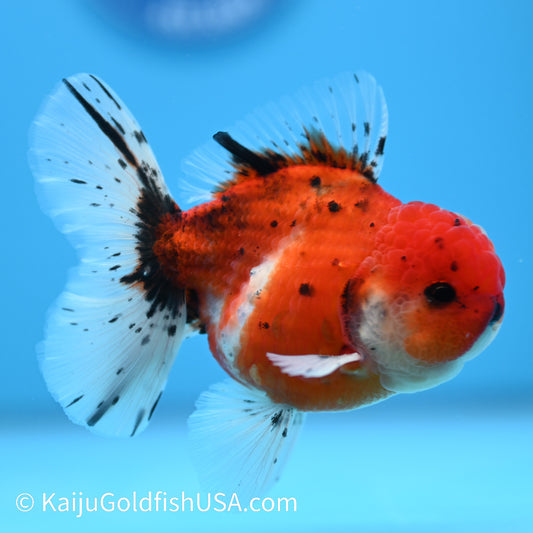Tricolor Tiger Rose Tail Oranda 4-4.5 inches (240209_OR14) - Kaiju Goldfish USA