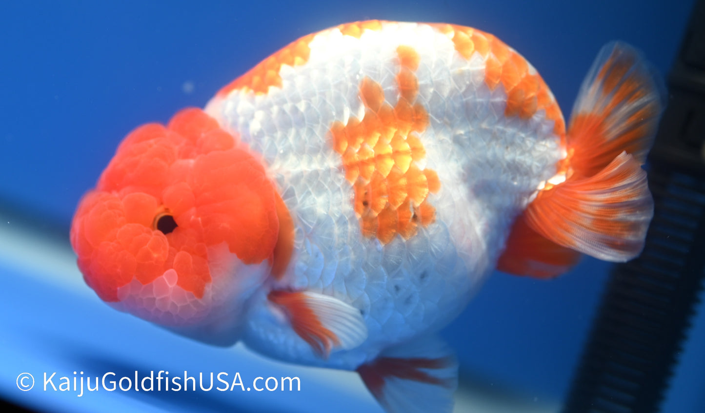 Red White Buffalo Ranchu 4.5 - 5 inches (1215_RC16) - Kaiju Goldfish USA