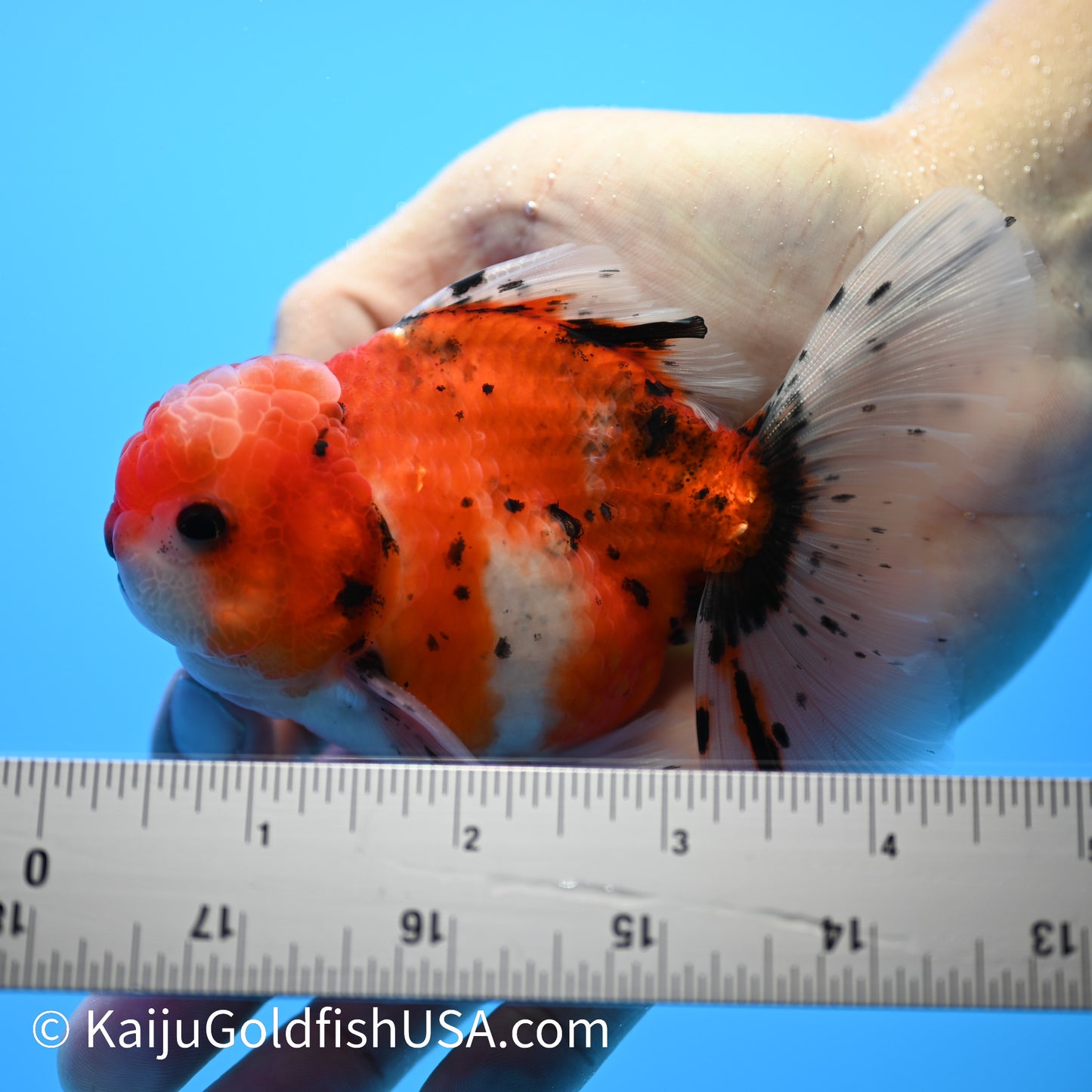 Tricolor Tiger Rose Tail Oranda 4-4.5 inches (240209_OR14) - Kaiju Goldfish USA