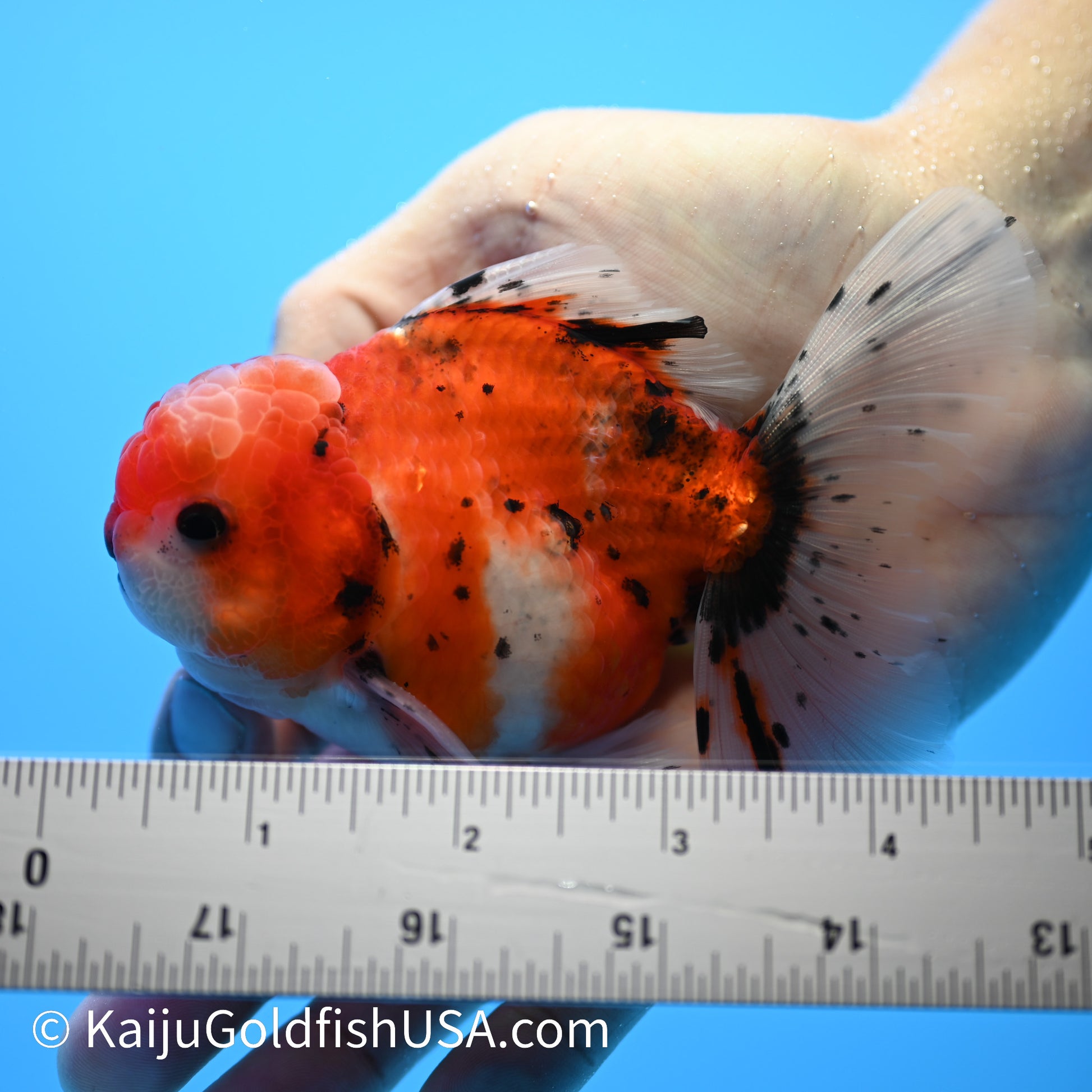 Tricolor Tiger Rose Tail Oranda 4-4.5 inches (240209_OR14) - Kaiju Goldfish USA