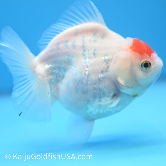 Tancho YuanBao Oranda 4.5-5 inches (240209_OR01) - Kaiju Goldfish USA