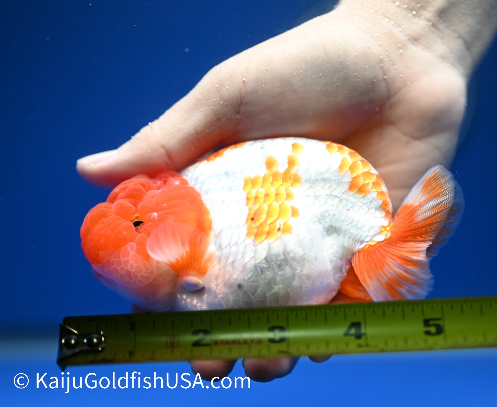 Red White Buffalo Ranchu 4.5 - 5 inches (1215_RC16) - Kaiju Goldfish USA