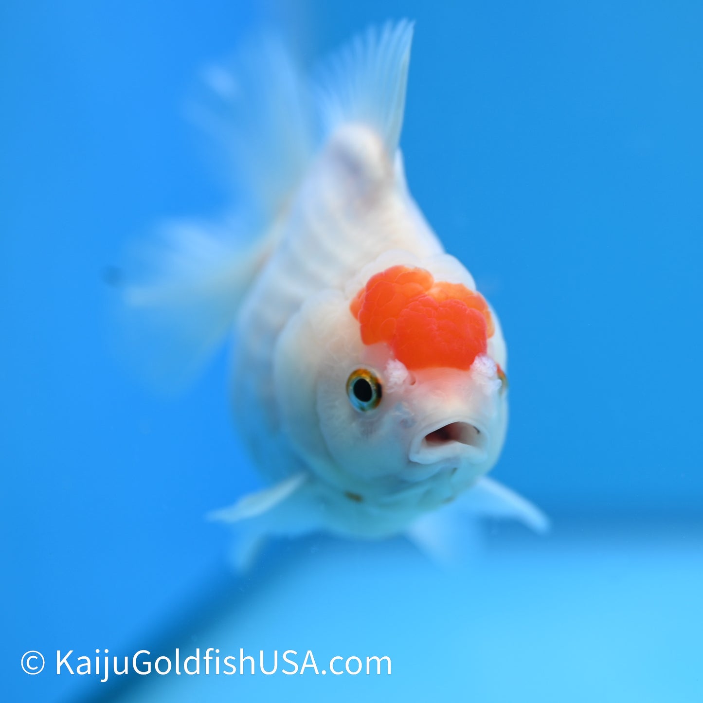 Tancho YuanBao Oranda 4.5-5 inches (240209_OR01) - Kaiju Goldfish USA