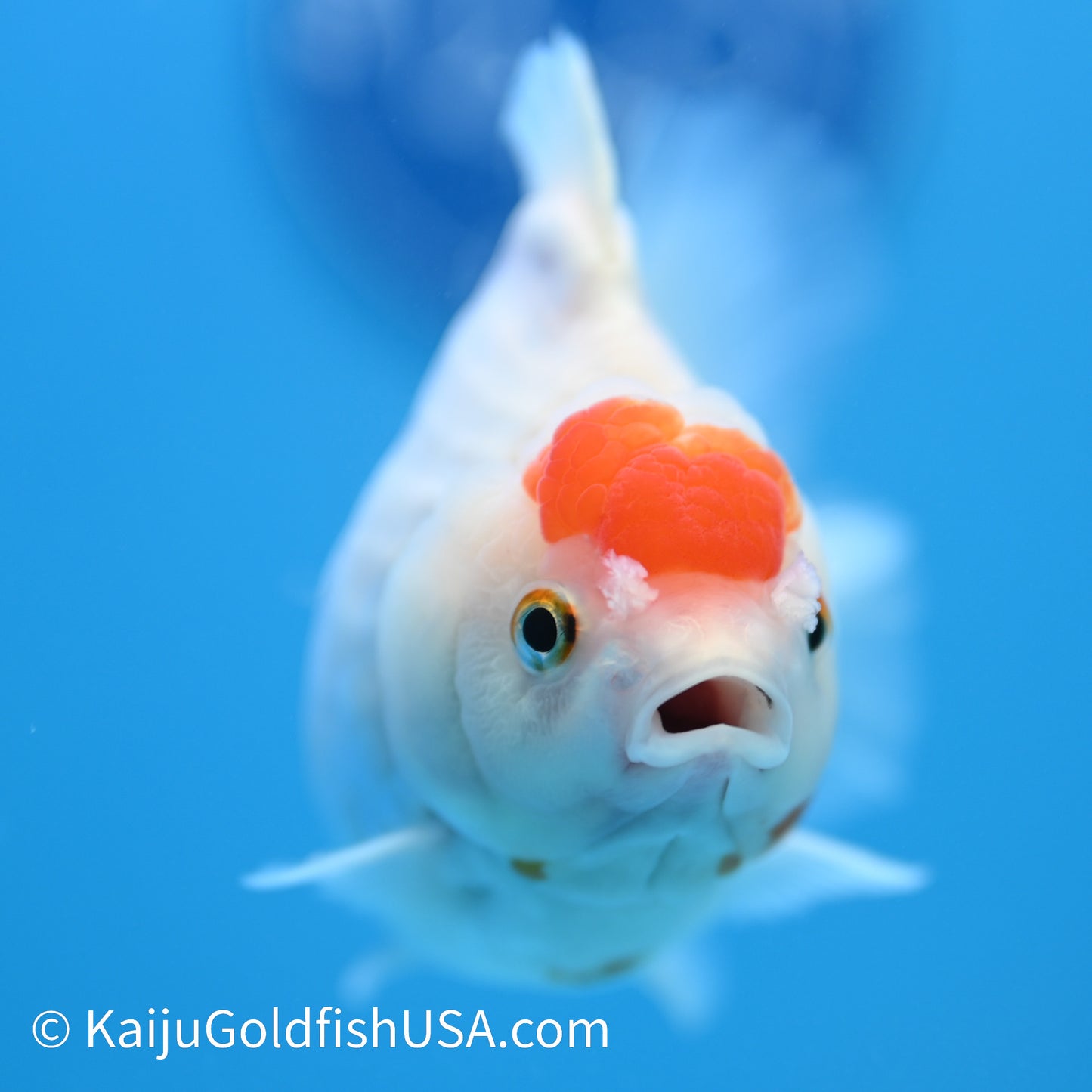 Tancho YuanBao Oranda 4.5-5 inches (240209_OR01) - Kaiju Goldfish USA