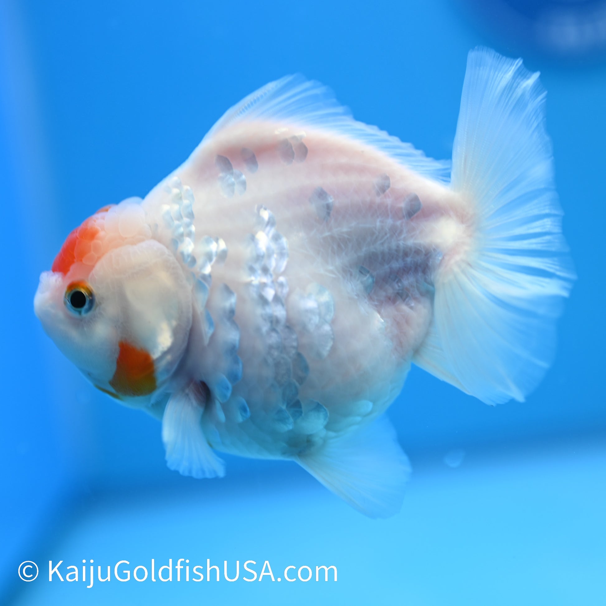 Tancho YuanBao Oranda 4.5-5 inches (240209_OR01) - Kaiju Goldfish USA