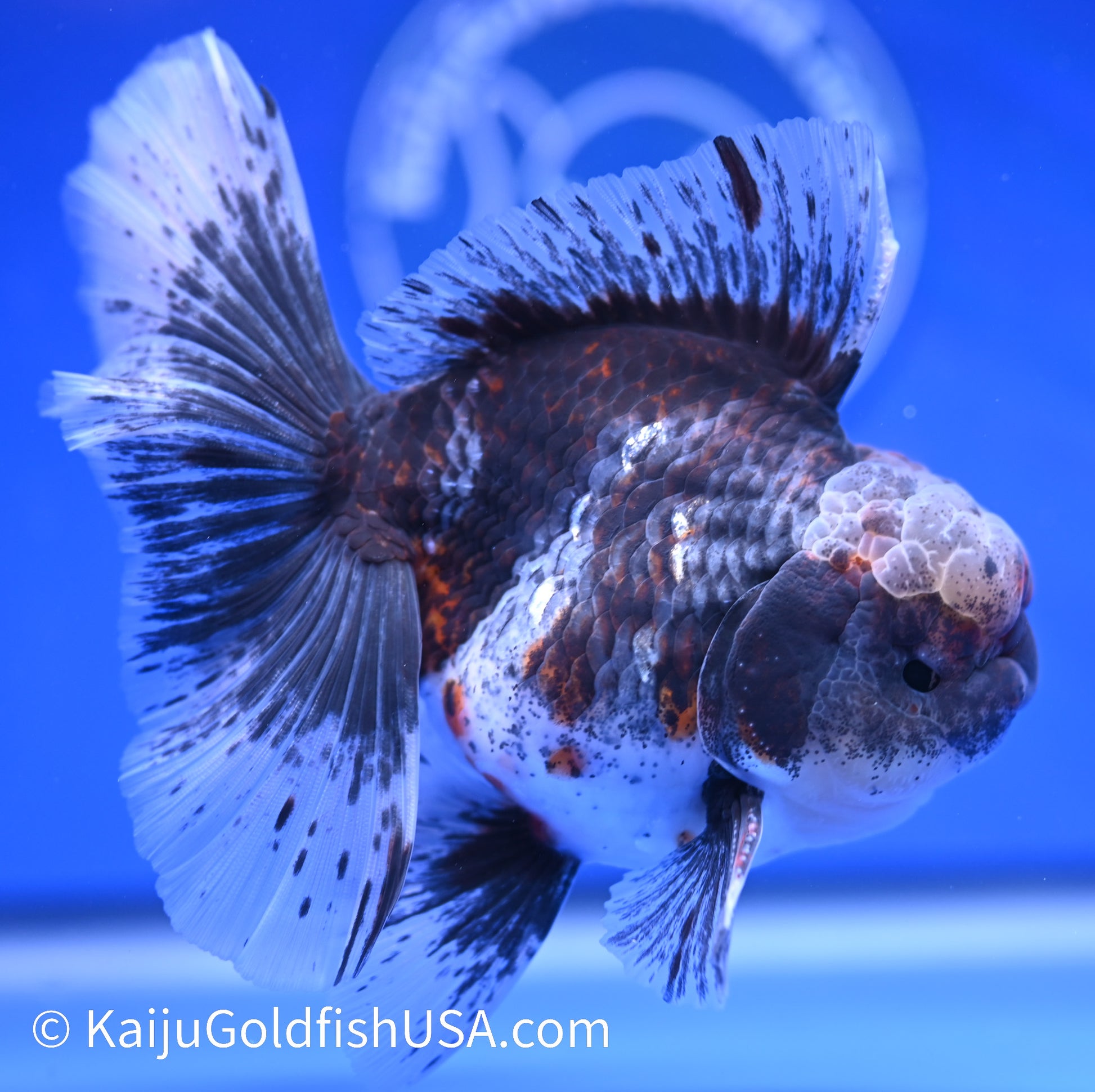 Kirin Rose Tail Oranda 4.5 - 5 inches (1208_OR02) - Kaiju Goldfish USA