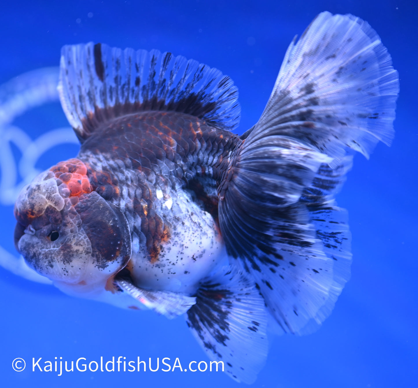 Kirin Rose Tail Oranda 4.5 - 5 inches (1208_OR02) - Kaiju Goldfish USA