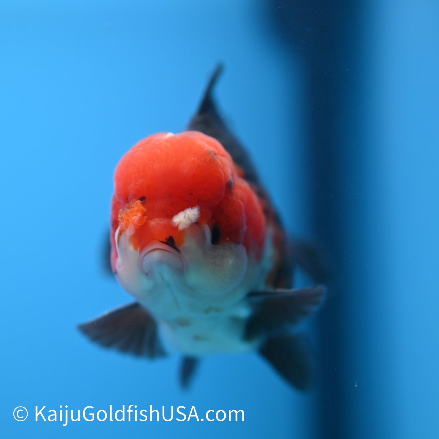 Tricolor Oranda 4-4.5 inches (240223_OR01) - Kaiju Goldfish USA