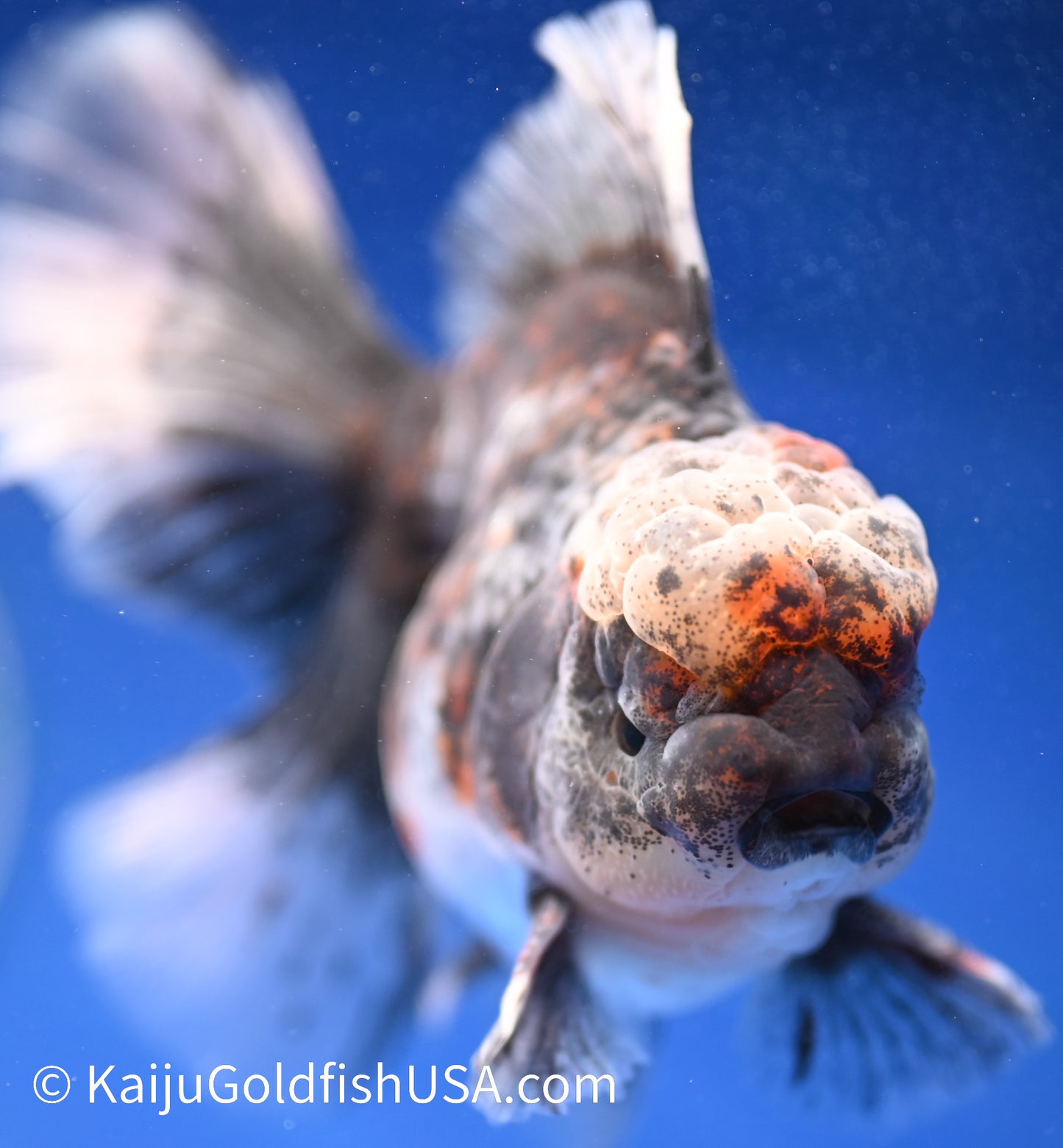 Kirin Rose Tail Oranda 4.5 - 5 inches (1208_OR02) - Kaiju Goldfish USA