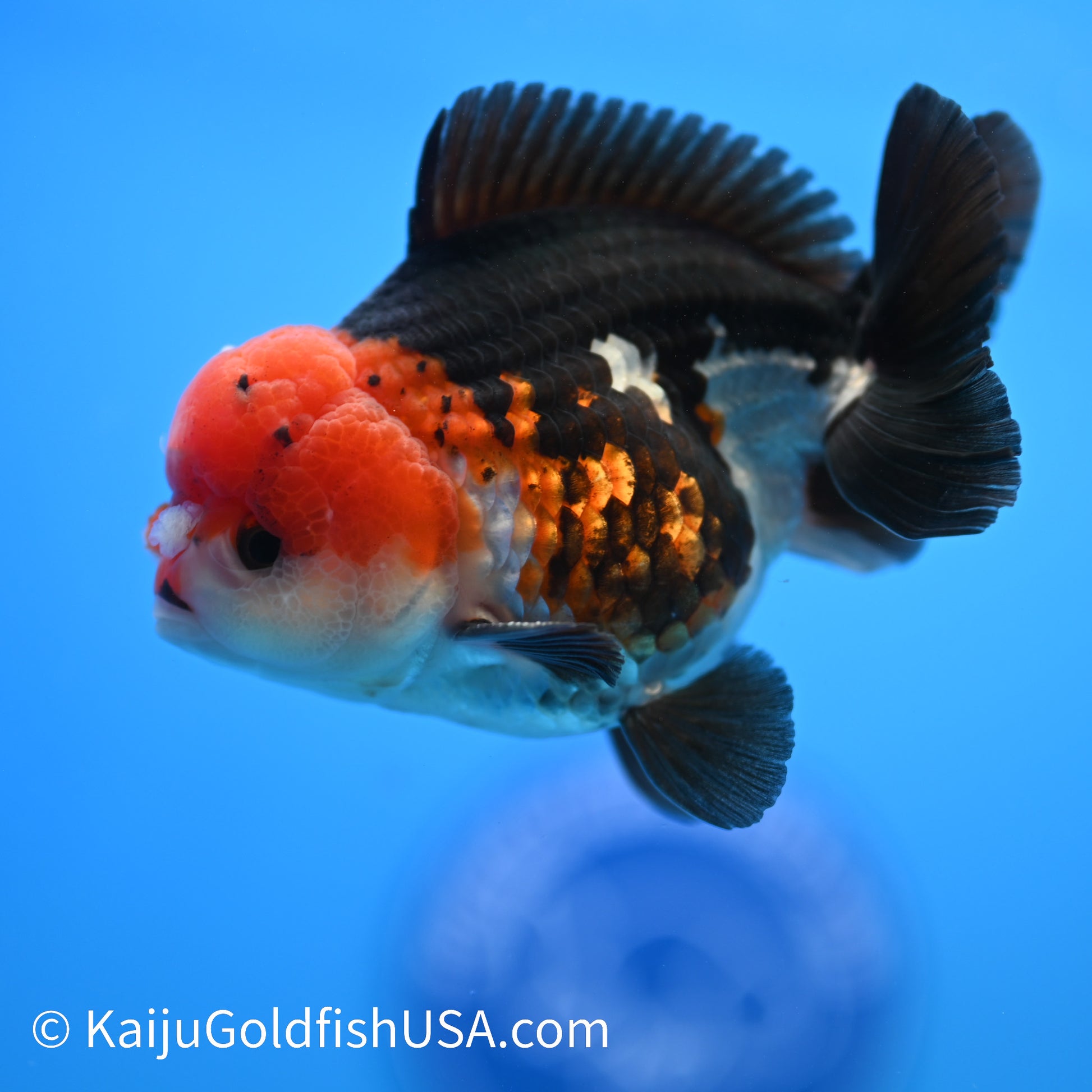 Tricolor Oranda 4-4.5 inches (240223_OR01) - Kaiju Goldfish USA