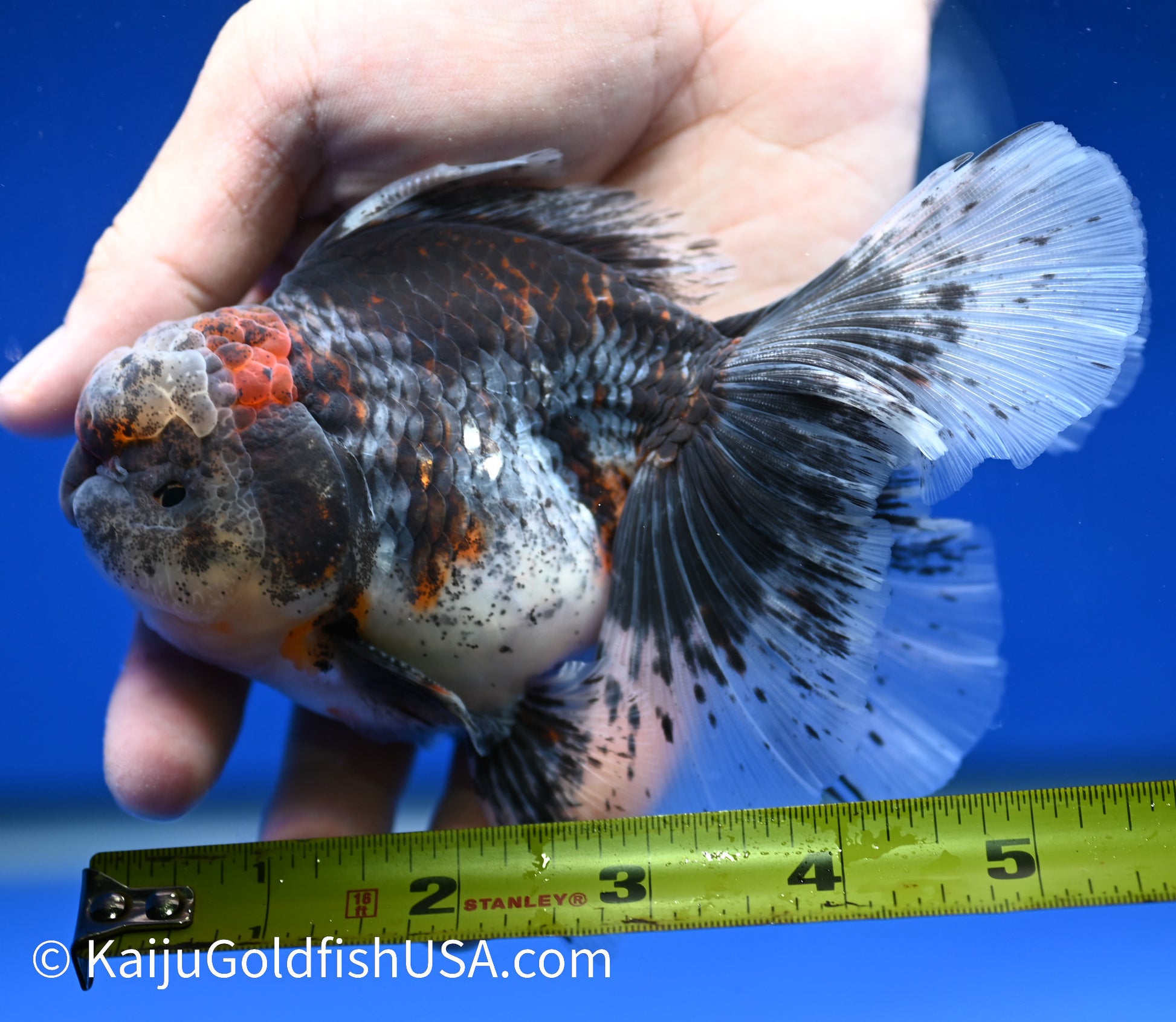 Kirin Rose Tail Oranda 4.5 - 5 inches (1208_OR02) - Kaiju Goldfish USA