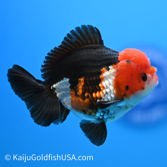 Tricolor Oranda 4-4.5 inches (240223_OR01) - Kaiju Goldfish USA