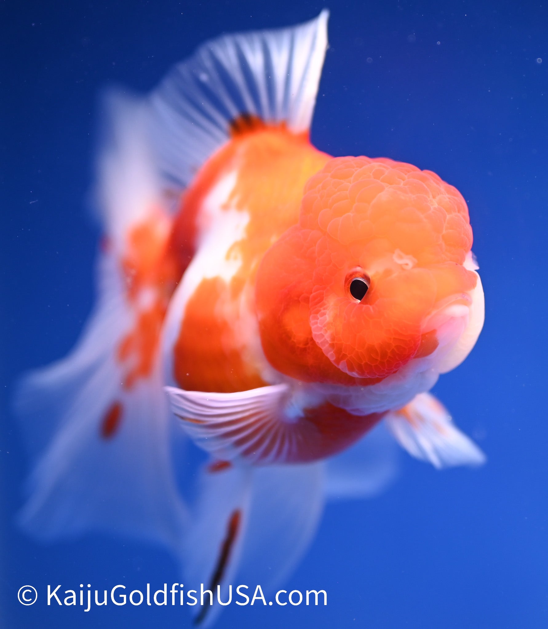 Sakura Rose Tail Oranda 4.5 - 5 inches (1208_OR03) - Kaiju Goldfish USA