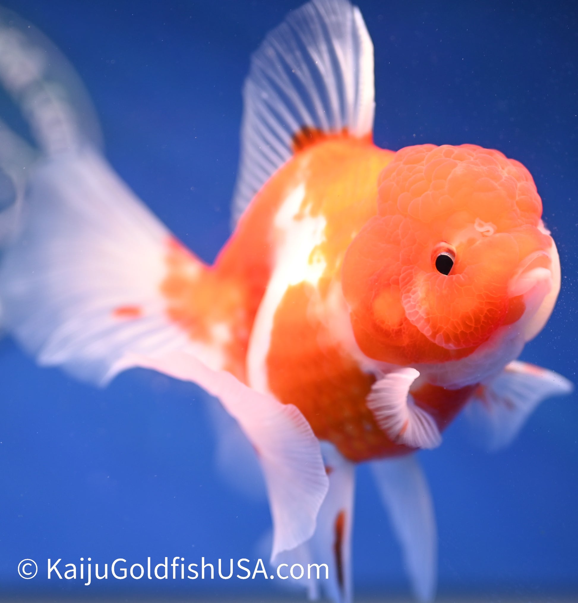 Sakura Rose Tail Oranda 4.5 - 5 inches (1208_OR03) - Kaiju Goldfish USA