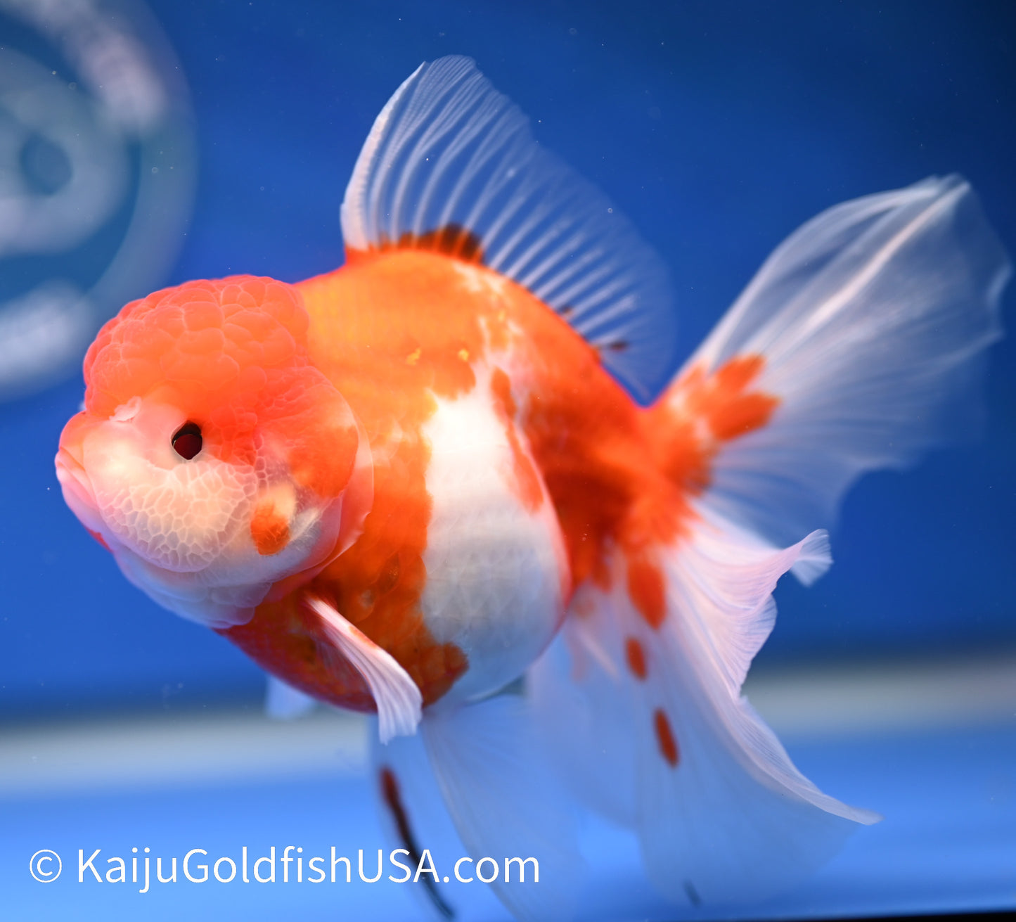 Sakura Rose Tail Oranda 4.5 - 5 inches (1208_OR03) - Kaiju Goldfish USA