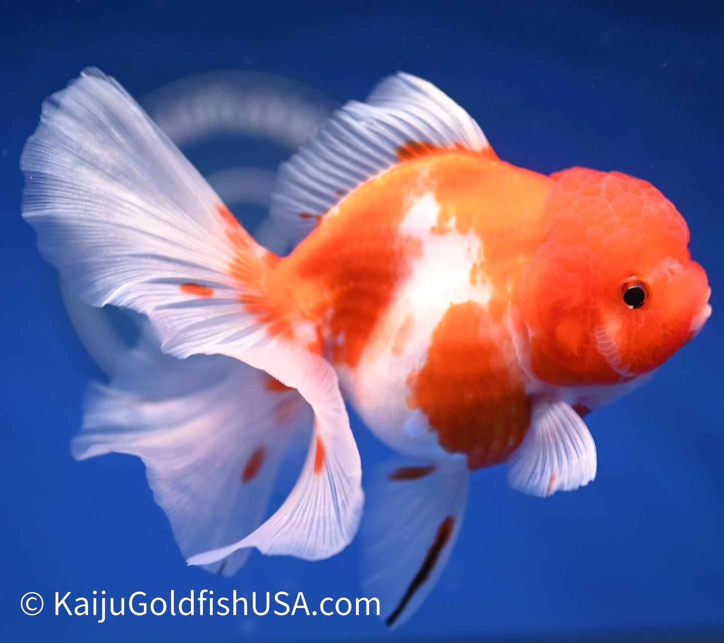 Sakura Rose Tail Oranda 4.5 - 5 inches (1208_OR03) - Kaiju Goldfish USA