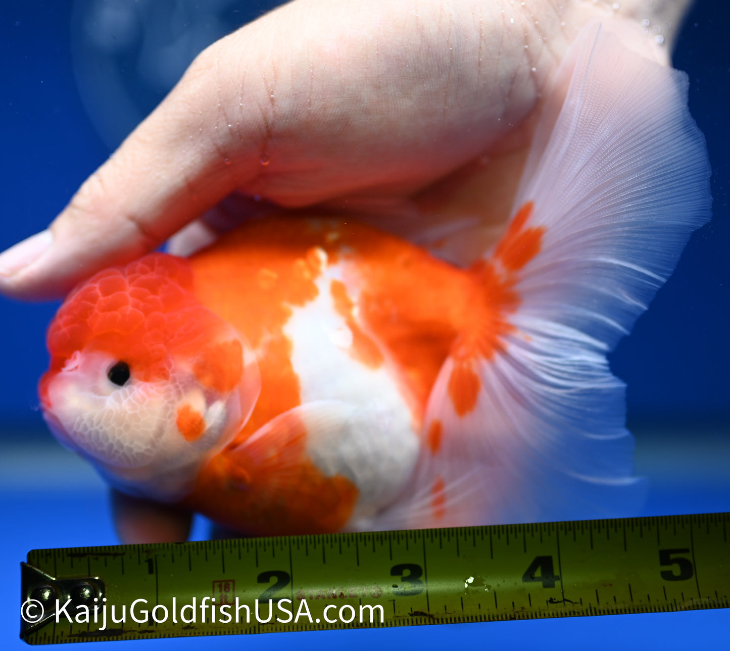 Sakura Rose Tail Oranda 4.5 - 5 inches (1208_OR03) - Kaiju Goldfish USA