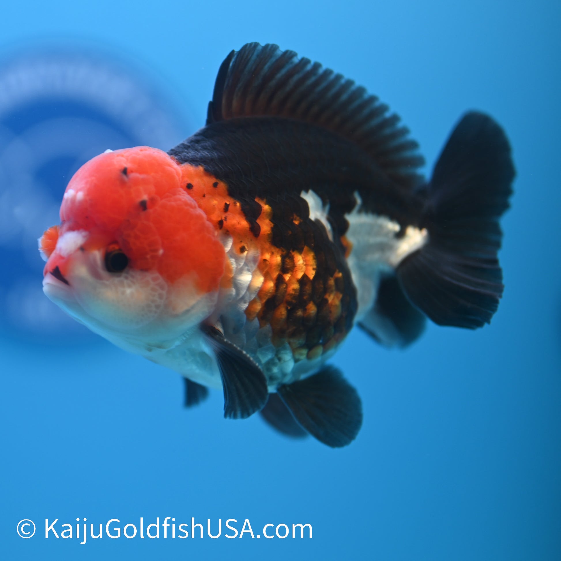 Tricolor Oranda 4-4.5 inches (240223_OR01) - Kaiju Goldfish USA