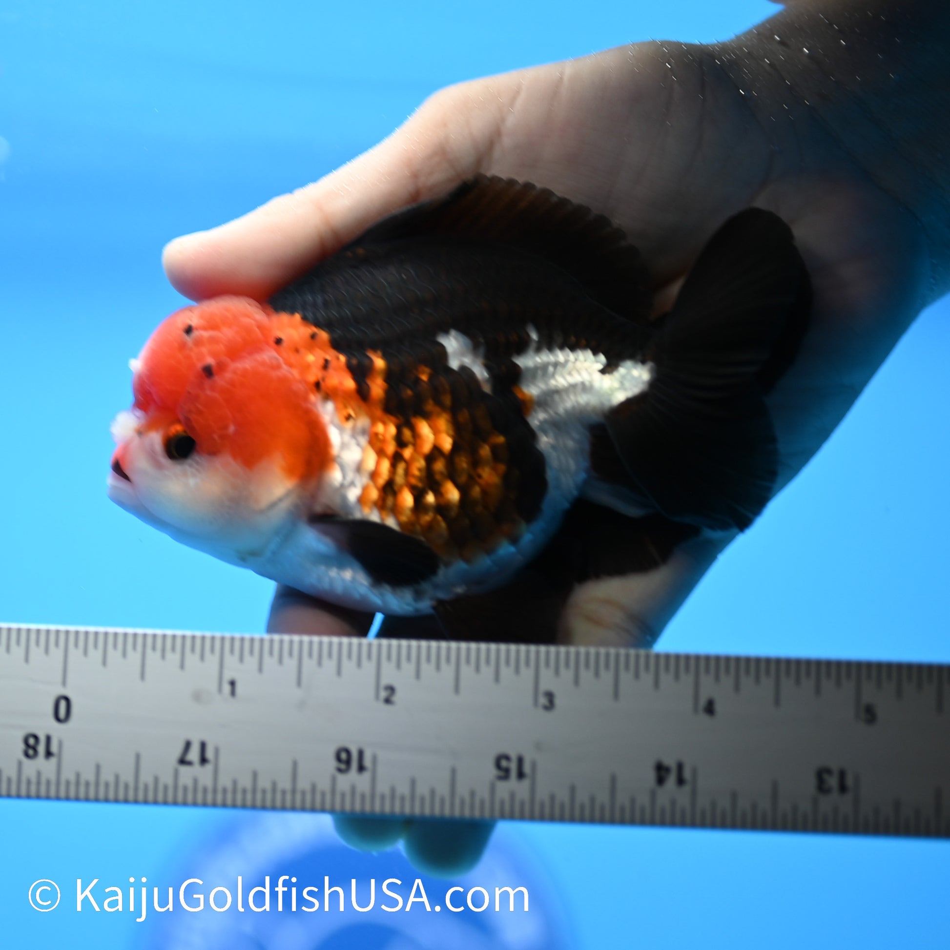 Tricolor Oranda 4-4.5 inches (240223_OR01) - Kaiju Goldfish USA