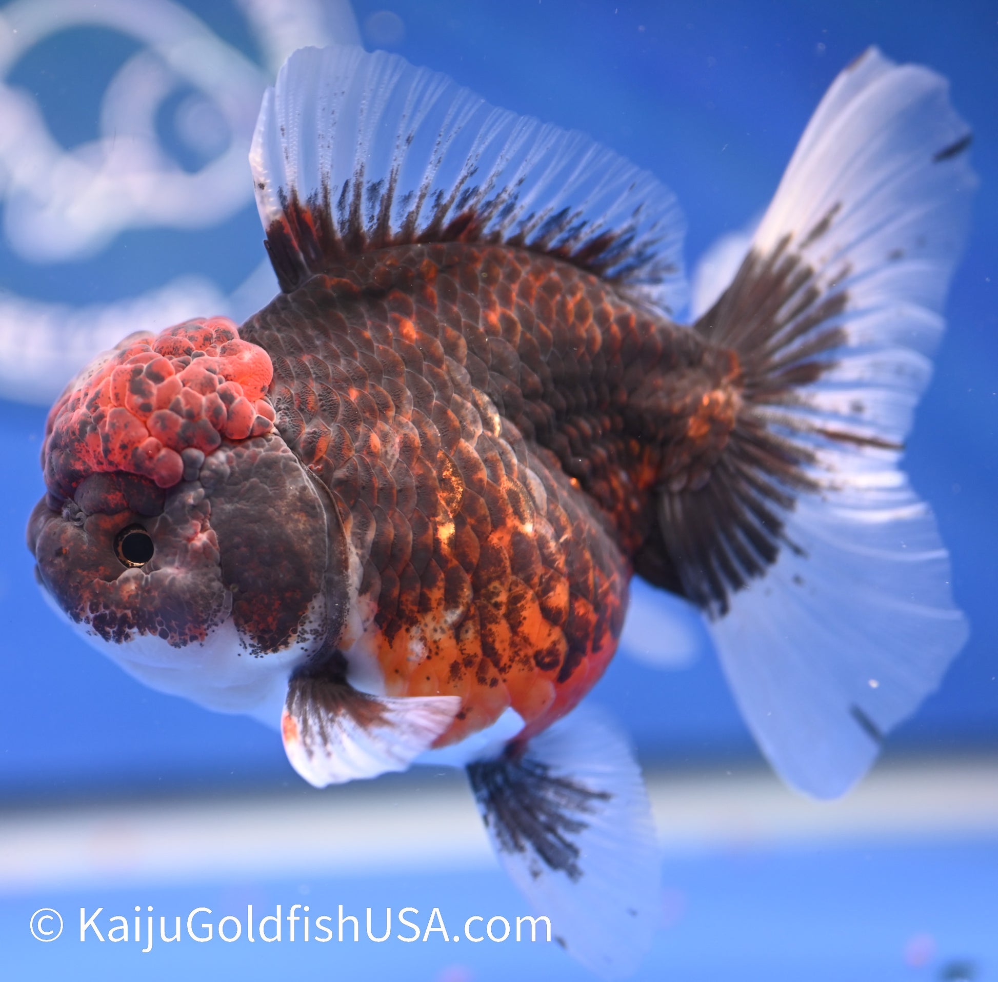 Kirin Rose Tail Oranda 4.5 - 5 inches (1208_OR04) - Kaiju Goldfish USA