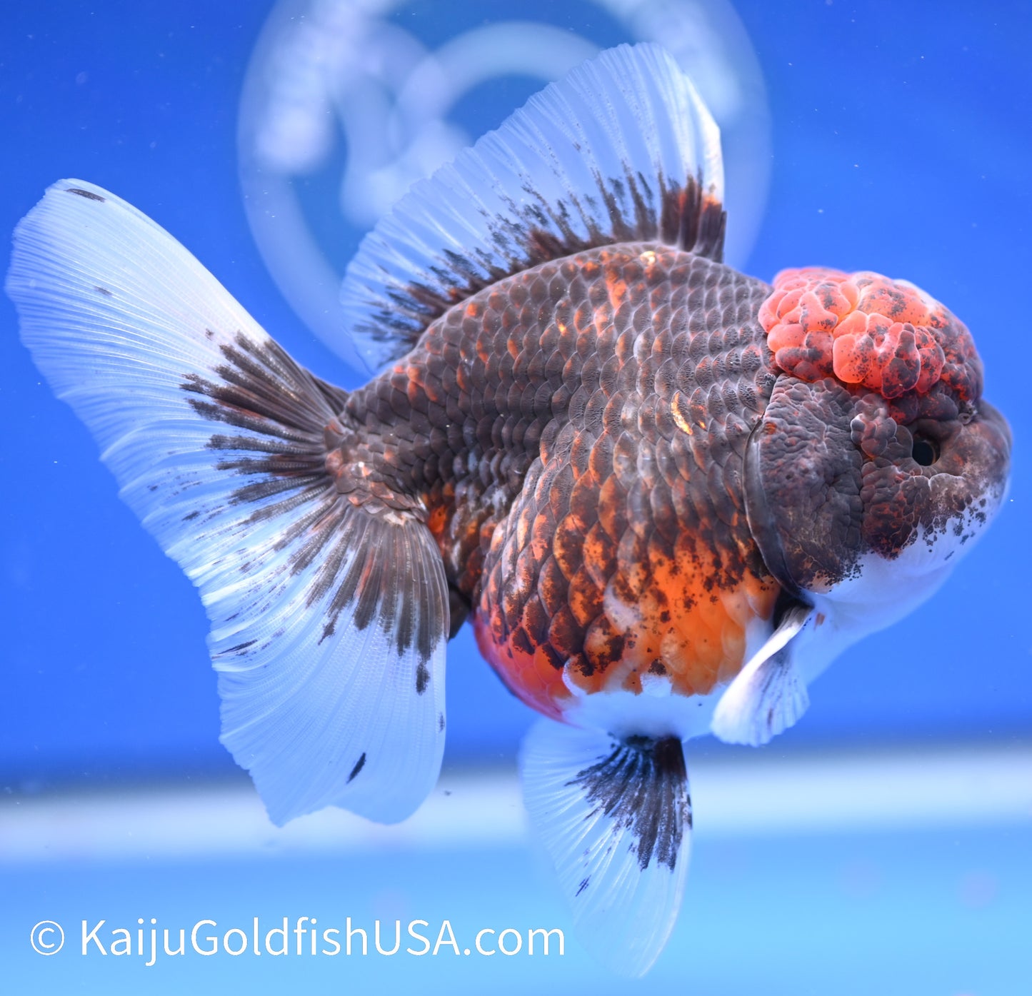 Kirin Rose Tail Oranda 4.5 - 5 inches (1208_OR04) - Kaiju Goldfish USA