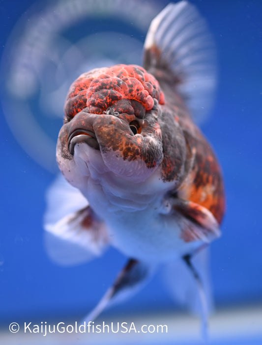 Kirin Rose Tail Oranda 4.5 - 5 inches (1208_OR04) - Kaiju Goldfish USA