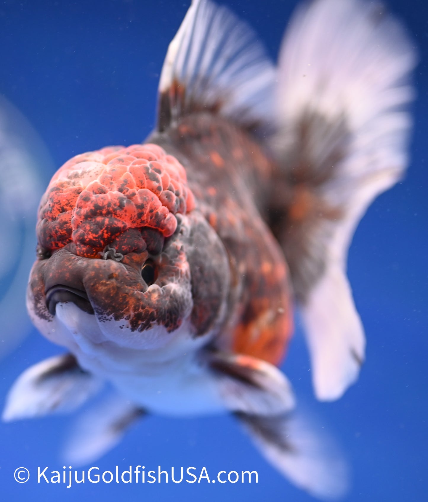 Kirin Rose Tail Oranda 4.5 - 5 inches (1208_OR04) - Kaiju Goldfish USA