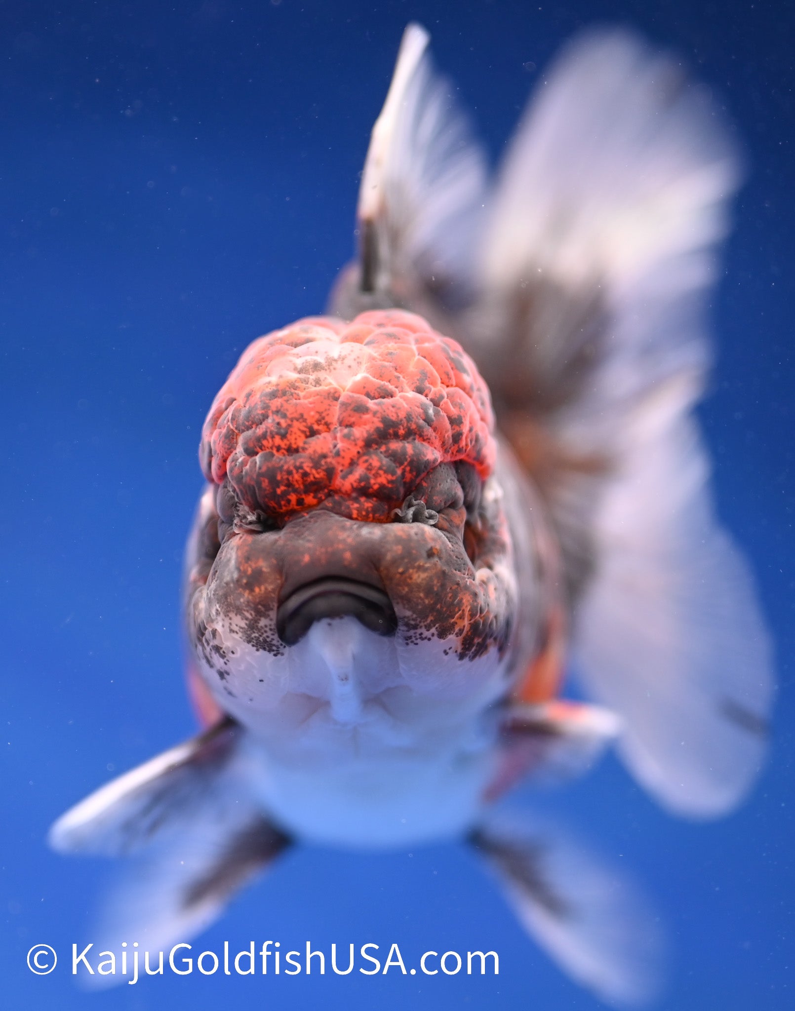 Kirin Rose Tail Oranda 4.5 - 5 inches (1208_OR04) - Kaiju Goldfish USA