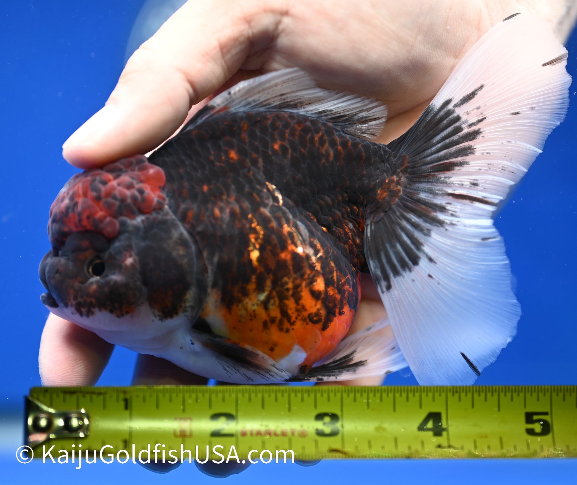 Kirin Rose Tail Oranda 4.5 - 5 inches (1208_OR04) - Kaiju Goldfish USA