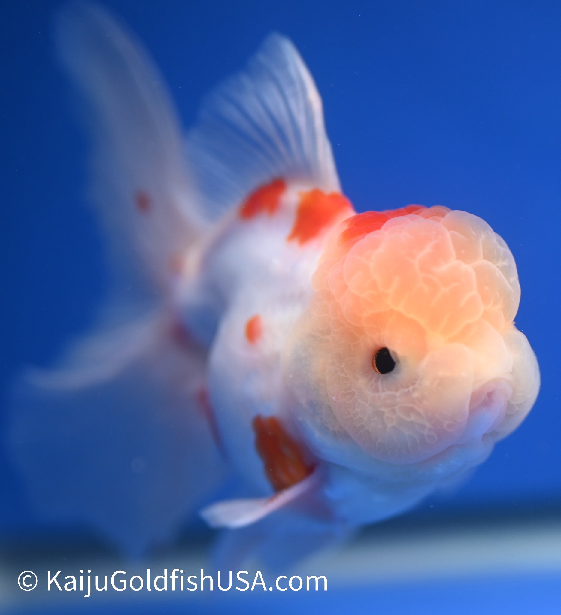 Sakura Rose Tail Oranda 4.5 - 5 inches (1208_OR05) - Kaiju Goldfish USA